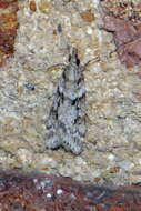 Image of Narrow-winged Grey