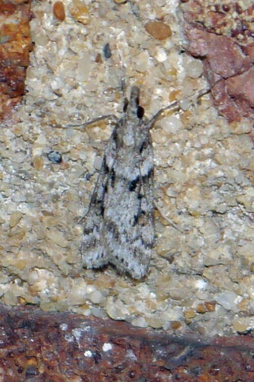 Image of Narrow-winged Grey