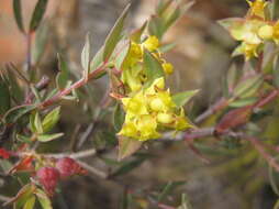 Penaea acutifolia A. Juss.的圖片