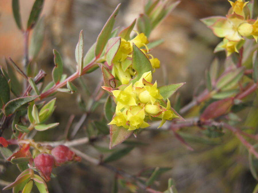 Image of Penaea acutifolia A. Juss.