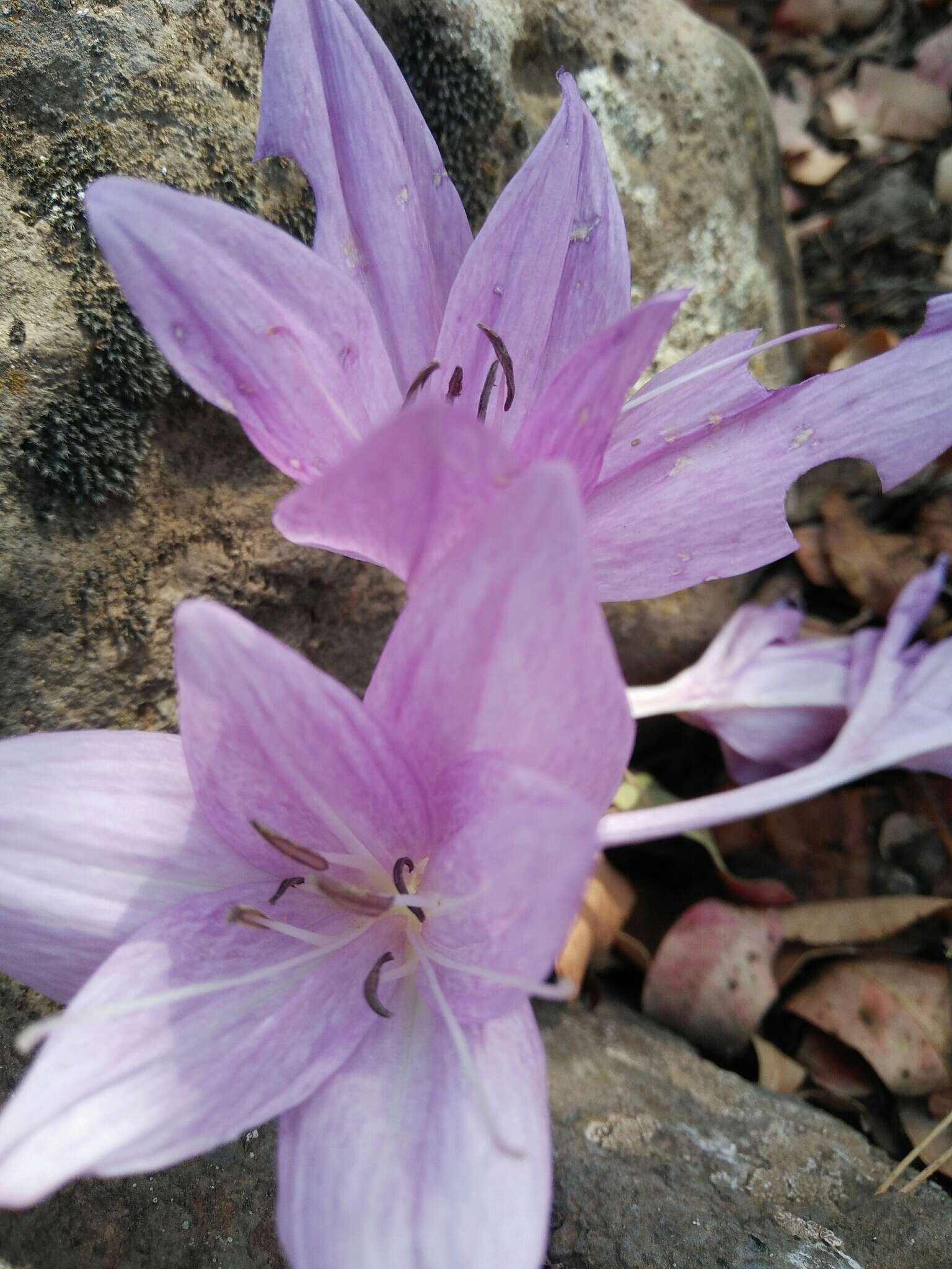 Image of Colchicum feinbruniae K. Perss.