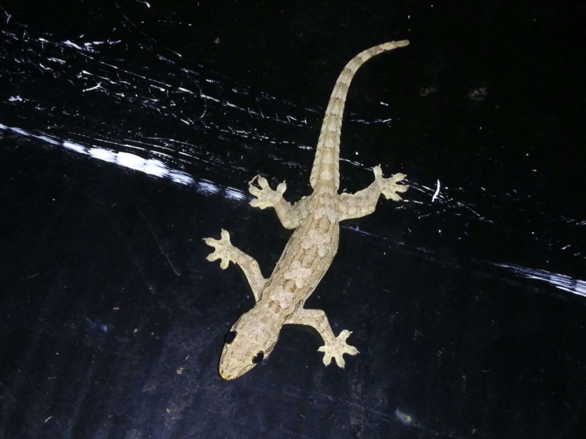 Image of Flat-tailed House Gecko