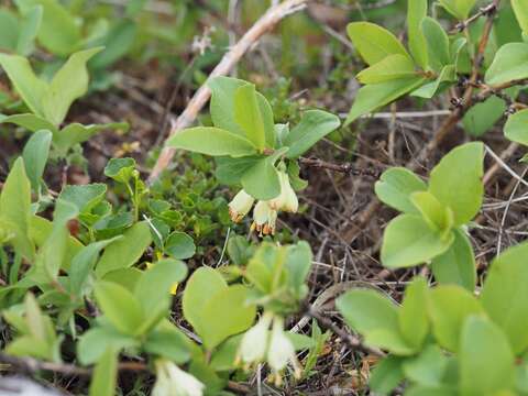 Image de Lonicera caerulea subsp. edulis (Turcz. ex Herder) Hultén