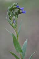 Plancia ëd Pulmonaria angustifolia L.