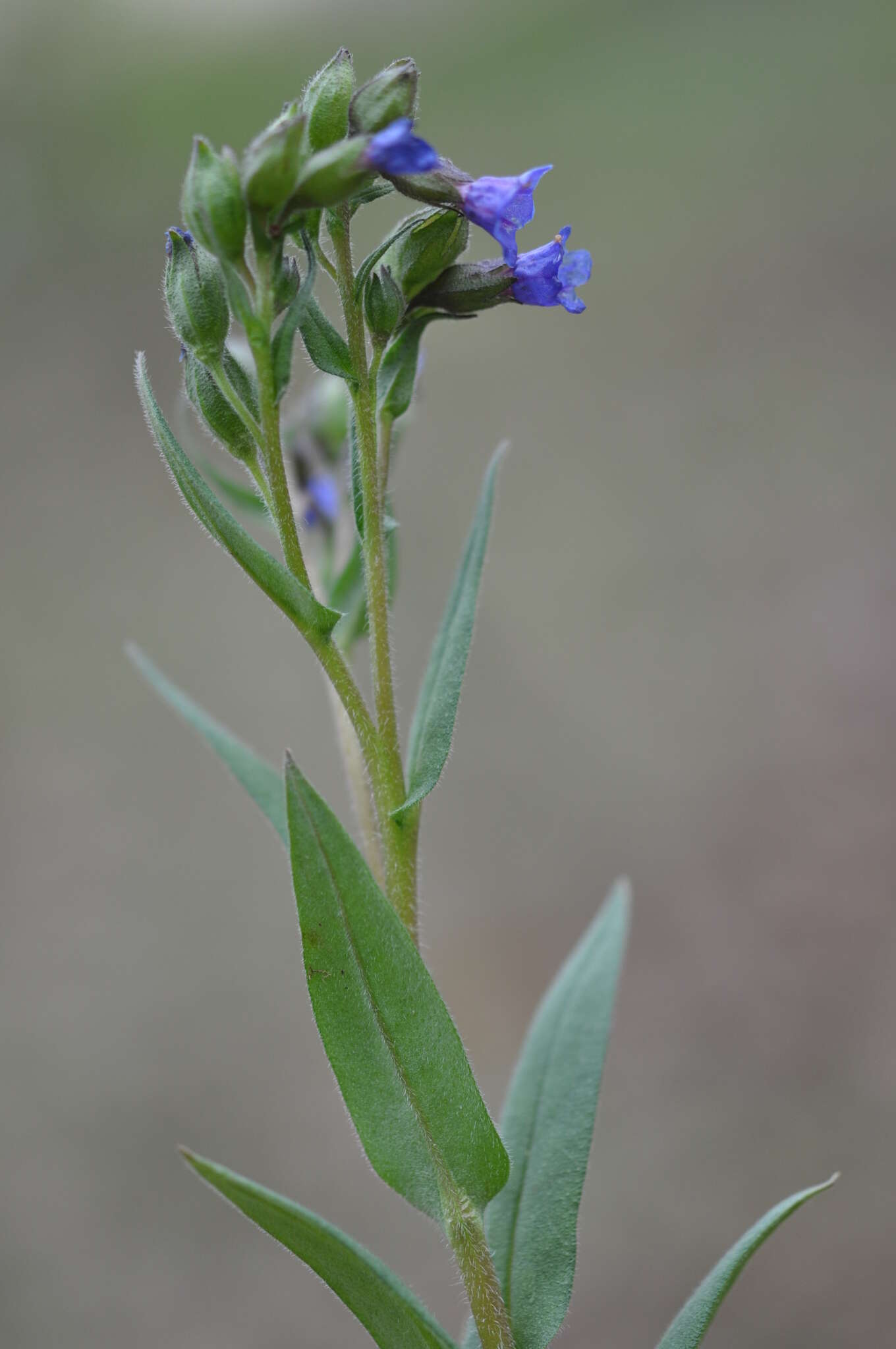 Plancia ëd Pulmonaria angustifolia L.