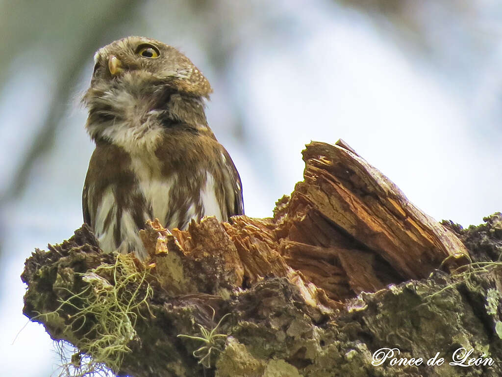 Image of Tamaulipas Pygmy Owl