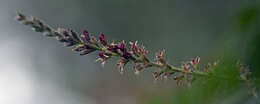 Amorpha californica var. californica的圖片