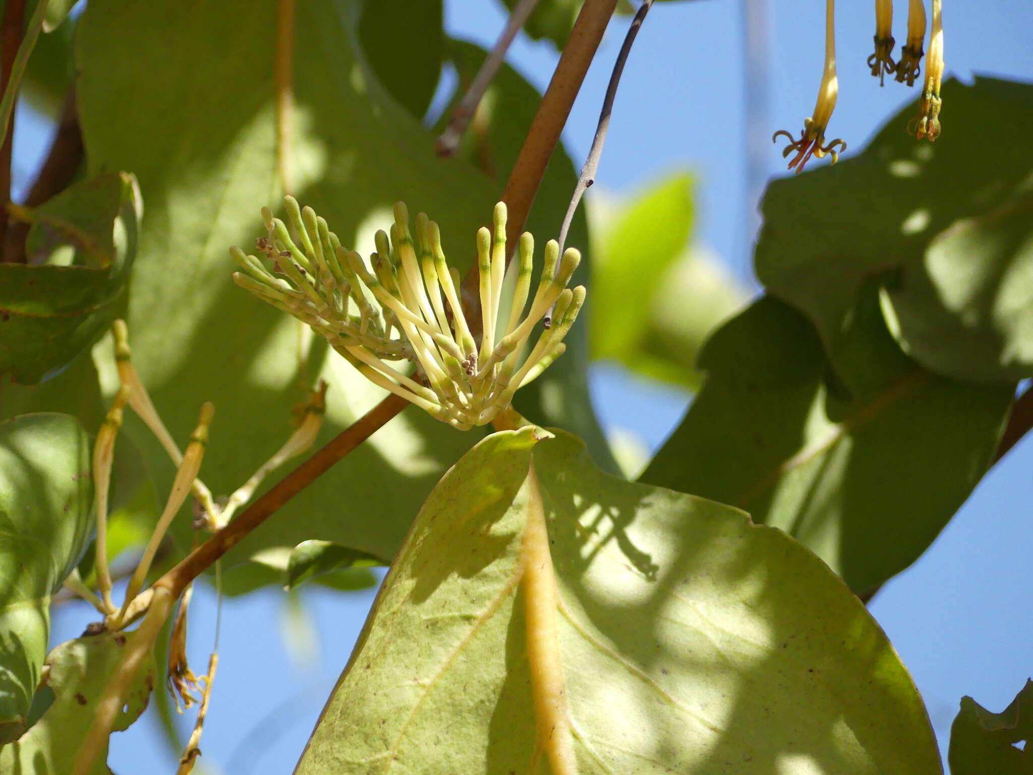 Слика од Dendrophthoe falcata (L. fil.) Bl.