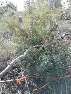 Image of <i>Grevillea <i>synapheae</i></i> subsp. synapheae