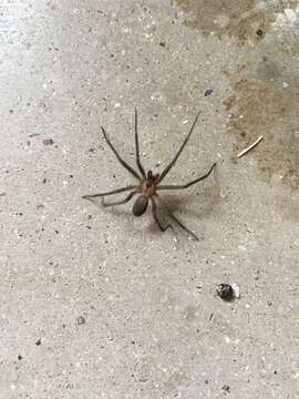 Image of Brown Recluse