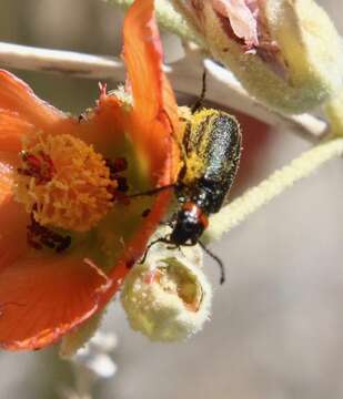 Image of Red-eared Blister Beetle