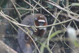 Image of Ornate Titi Monkey