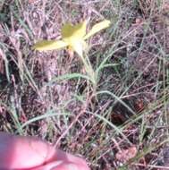 Oenothera linifolia Nutt.的圖片