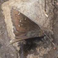 Image of Northern Cloudywing