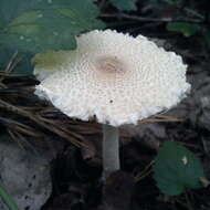 Image of Lepiota clypeolaria (Bull.) P. Kumm. 1871