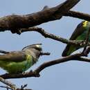 Image of Poicephalus meyeri saturatus Sharpe 1901