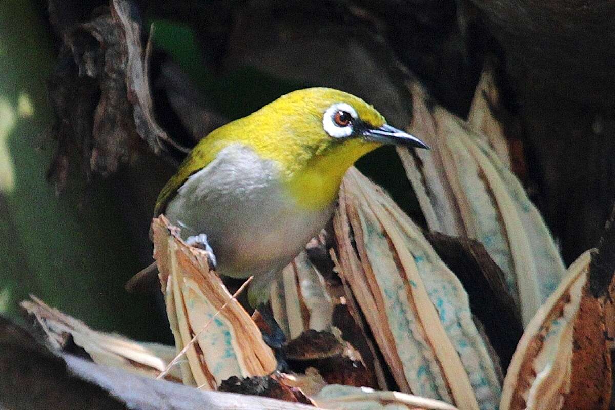 صورة Zosterops maderaspatanus (Linnaeus 1766)