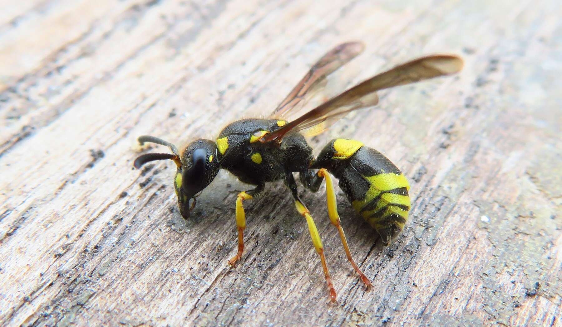 Image of Ancistrocerus nigricornis (Curtis 1826)