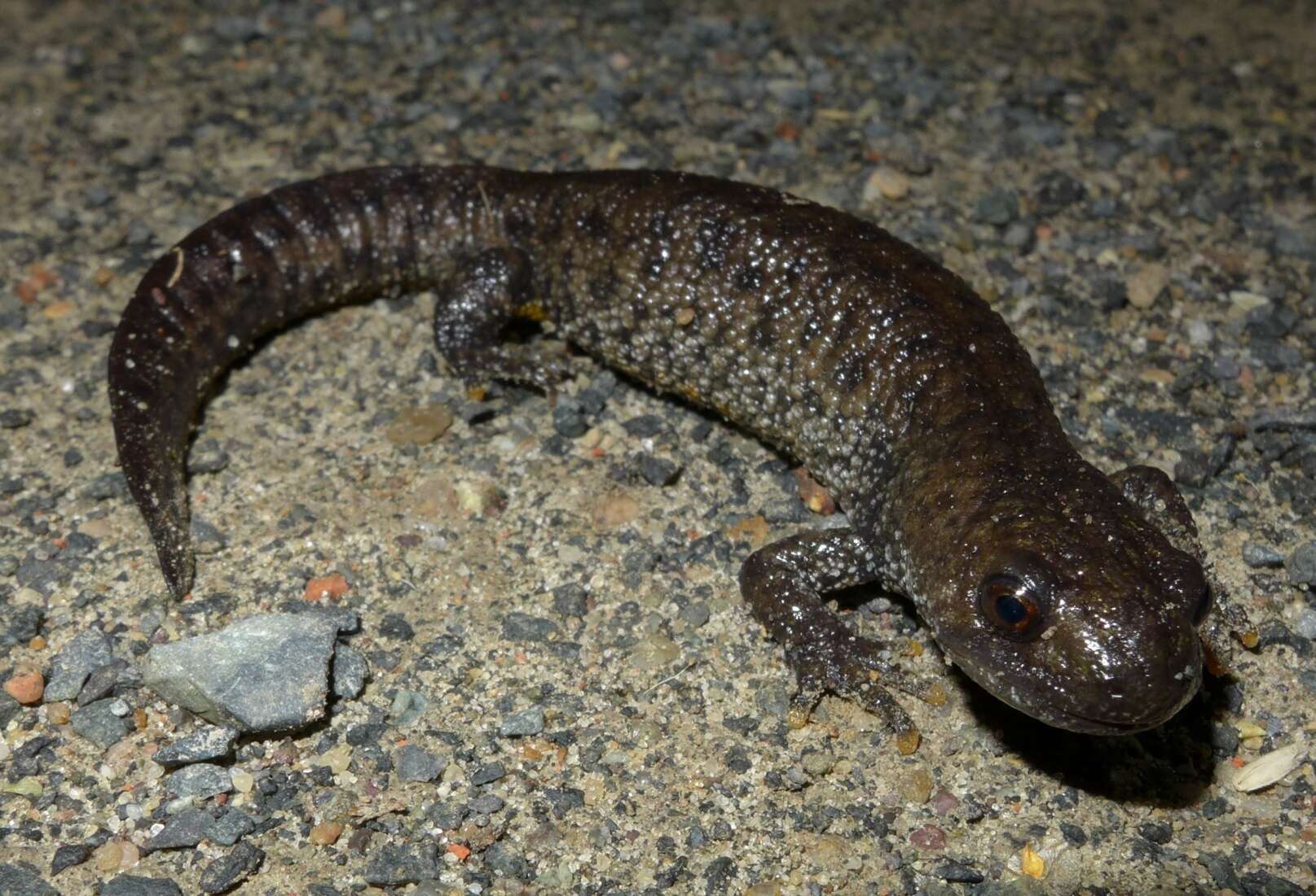 Image of Great Crested Newt