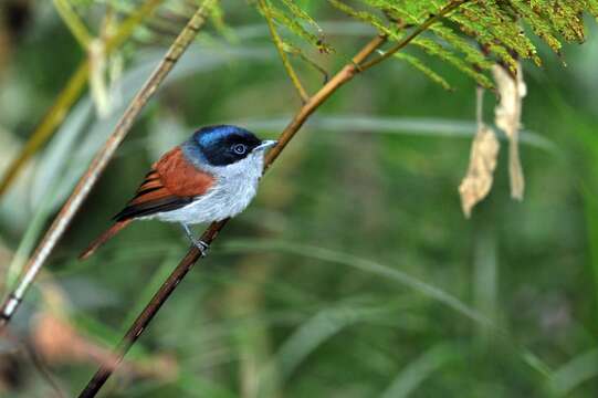 Image of Mascarene Paradise Flycatcher