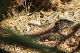 Image of Aspidoscelis sackii gigas (Davis & Smith 1952)