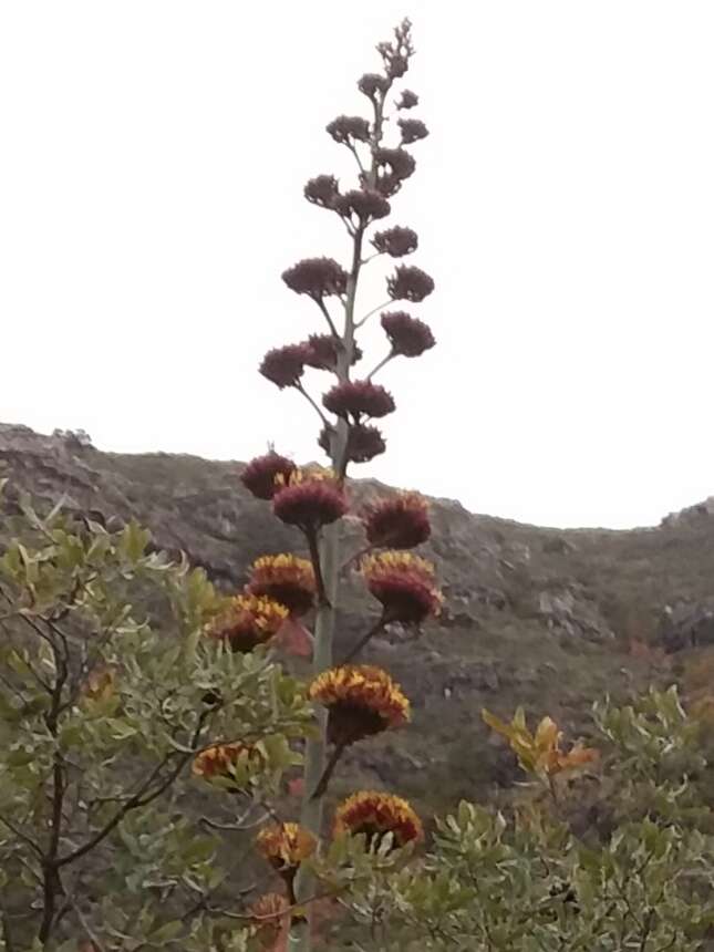 Image de Agave parryi subsp. neomexicana (Wooton & Standl.) B. Ullrich