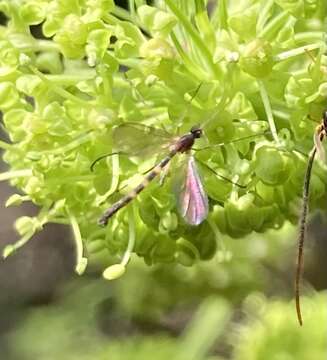 Image of Lygistorrhina sanctaecatharinae Thompson 1975