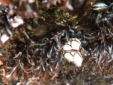 Image of goose neck barnacle