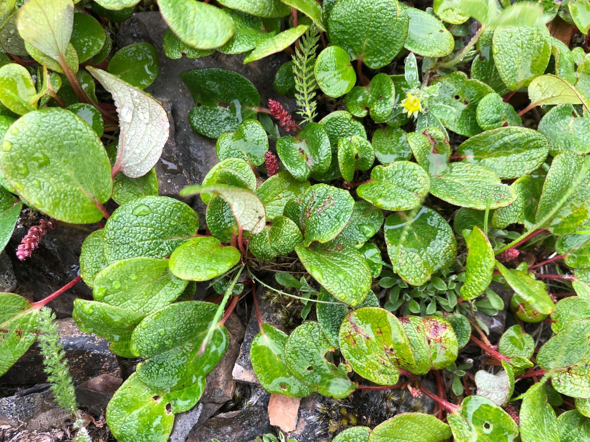 Image of netleaf willow