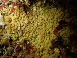 Image of slime membrane sponge