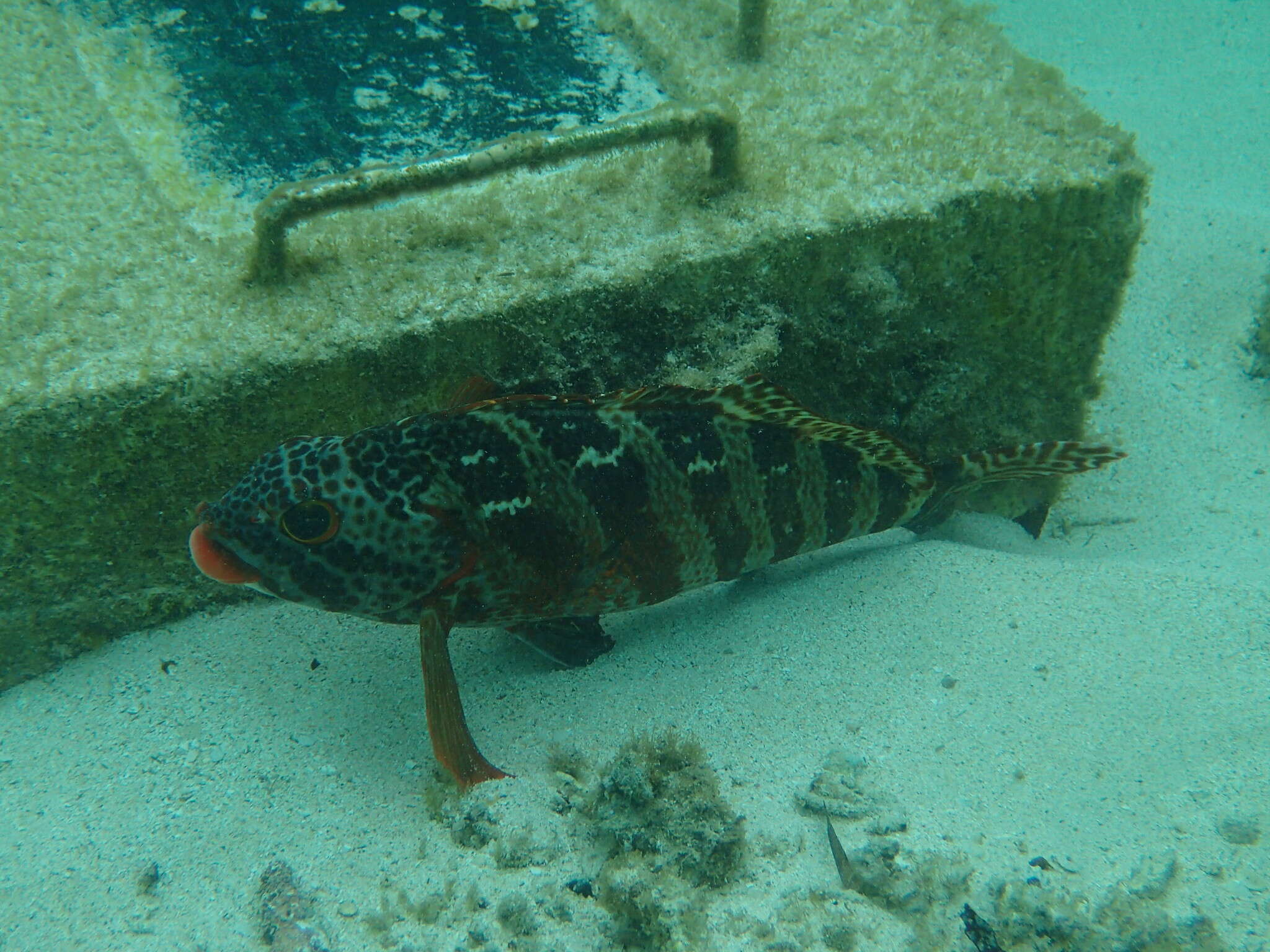 Image of Redlip morwong