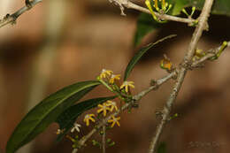 Image of Cyclophyllum multiflorum S. T. Reynolds & R. J. F. Hend.