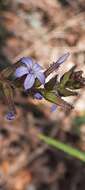 Imagem de Plumbago caerulea