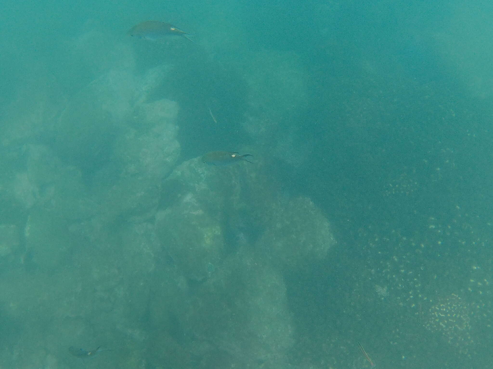 Image of Scissortail damselfish