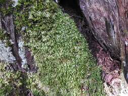 Image of homalia moss