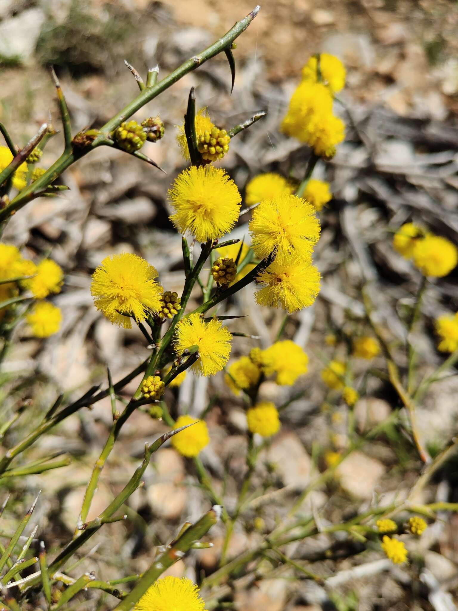 Image de Acacia continua Benth.