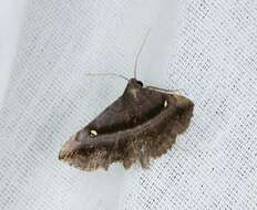 صورة Hadennia mysalis (Walker 1859)