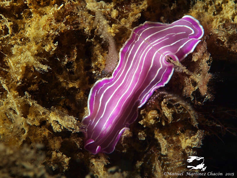 Image of pink flatworm