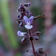 Imagem de <i>Coleus australis</i>