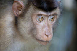 Image of Pig-Tail Macaque