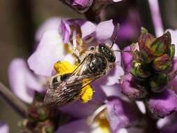 Lasioglossum calophyllae (Rayment 1935)的圖片