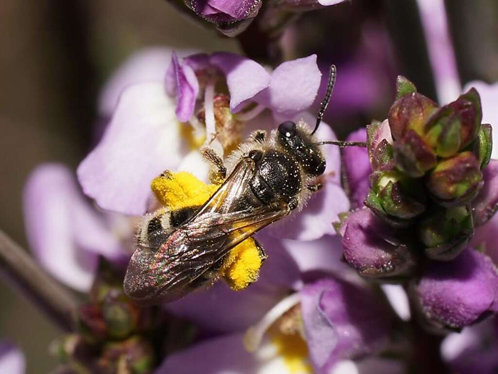 Lasioglossum calophyllae (Rayment 1935)的圖片