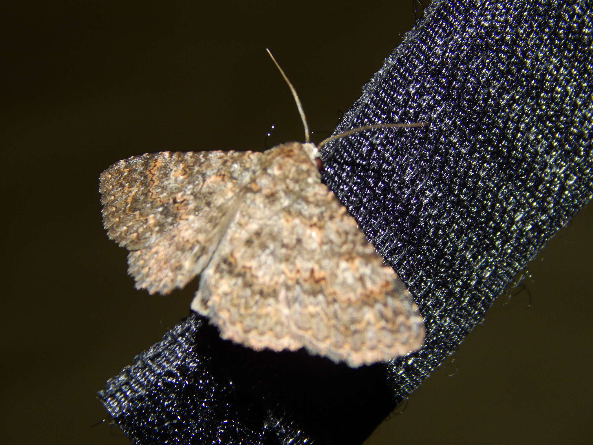 Image of Heteropalpia cortytoides Berio 1939