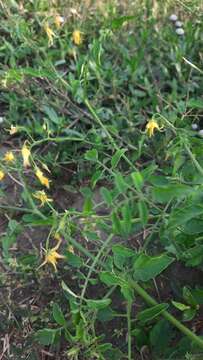 Image of currant tomato