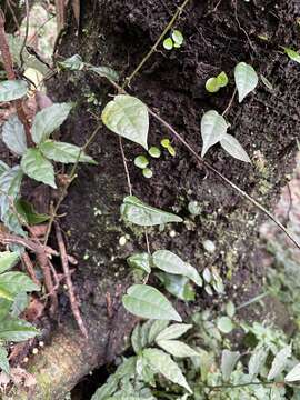 Image of Ficus sarmentosa var. henryi (King ex Oliver) Corner