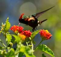 Lophornis ornatus (Boddaert 1783) resmi