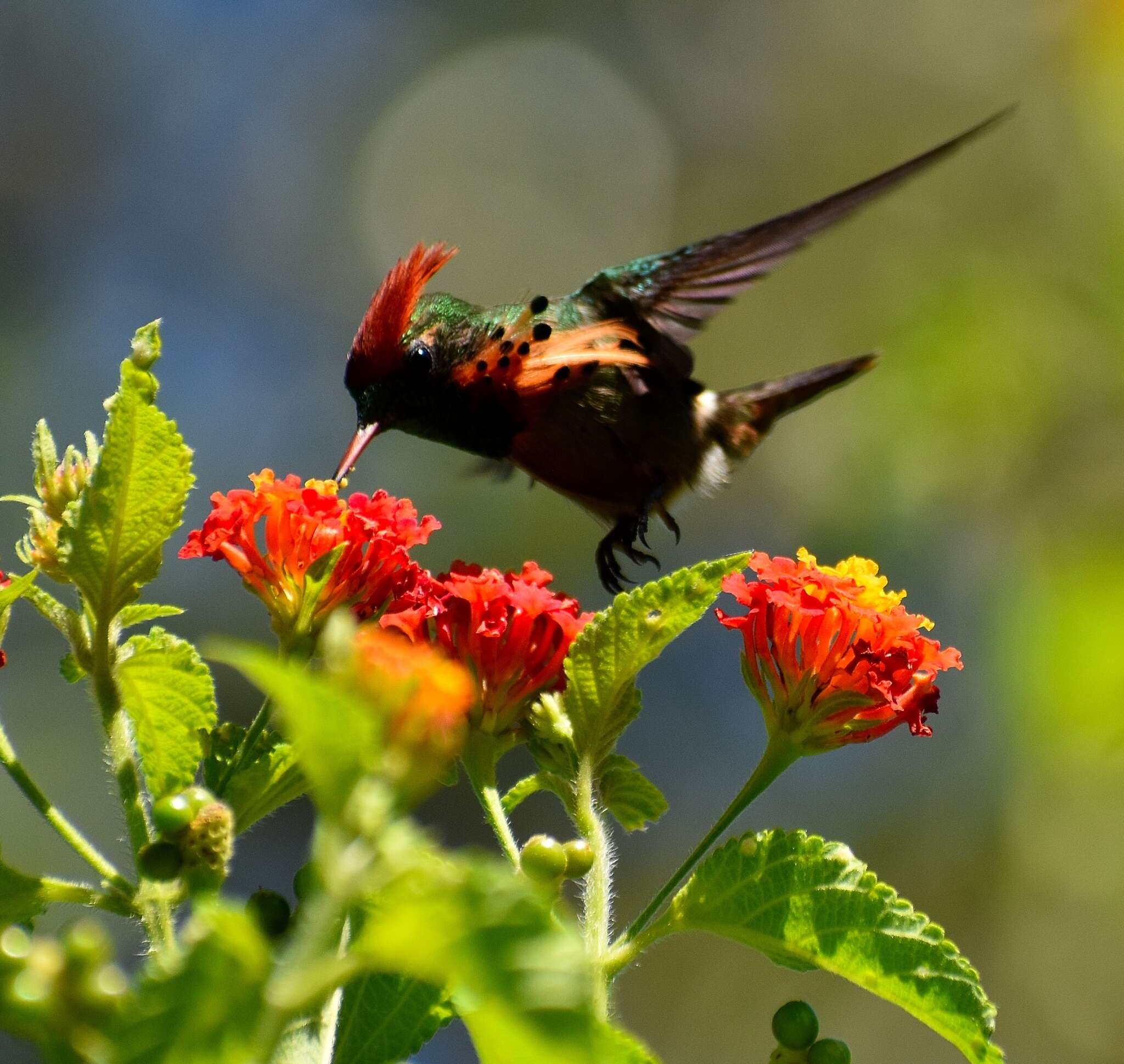 Lophornis ornatus (Boddaert 1783) resmi