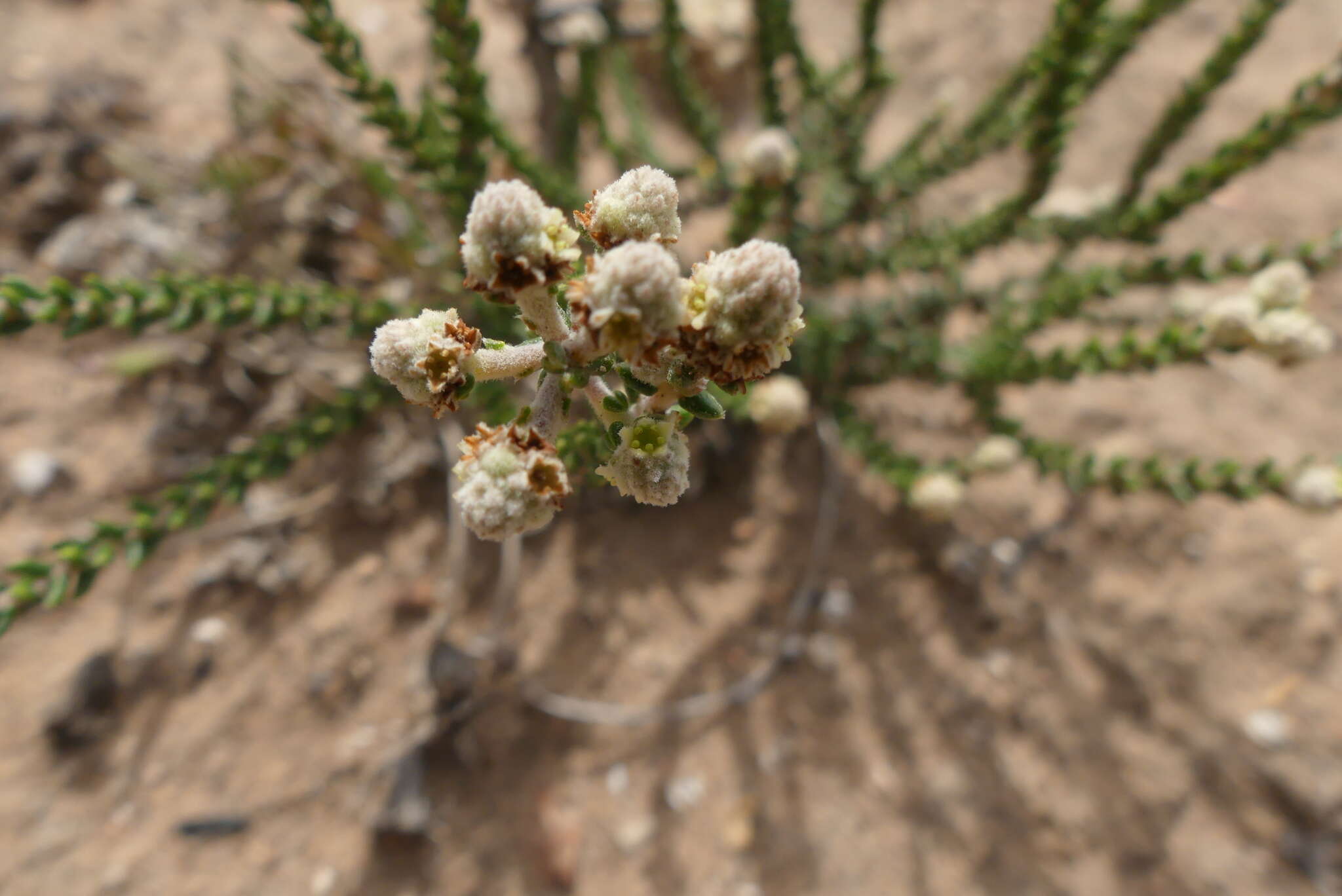 Image of Phylica humilis Sond.