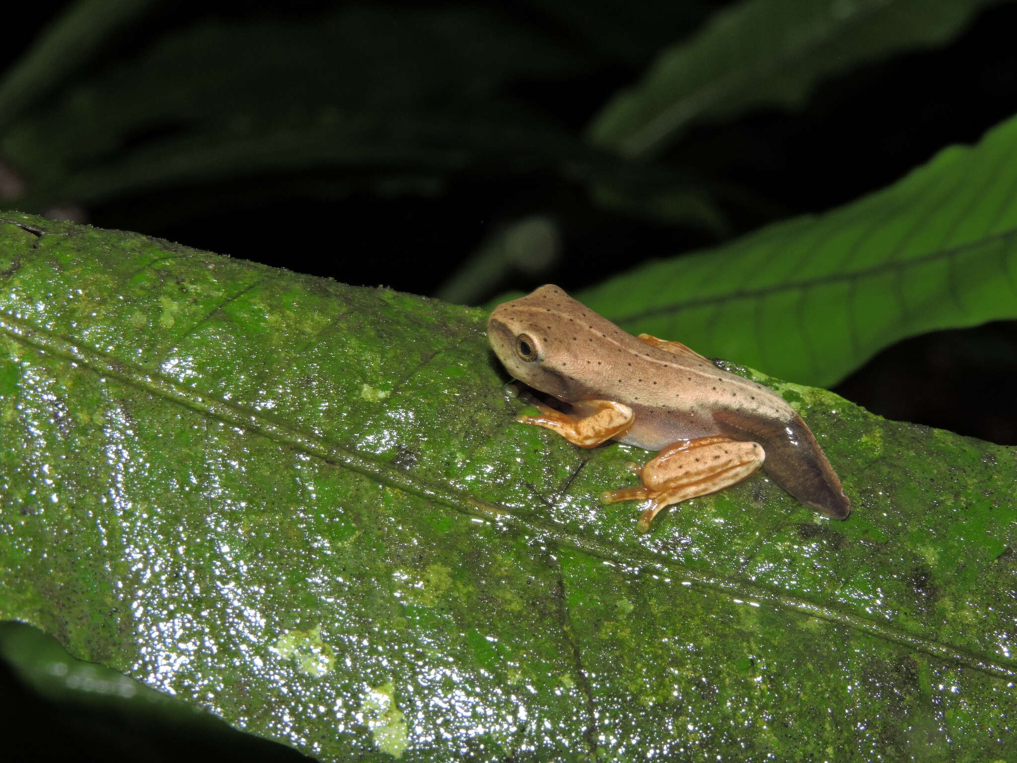 Bokermannohyla luctuosa (Pombal & Haddad 1993)的圖片