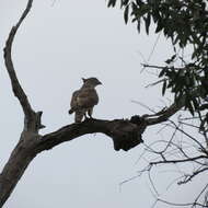 Image of Pacific Baza